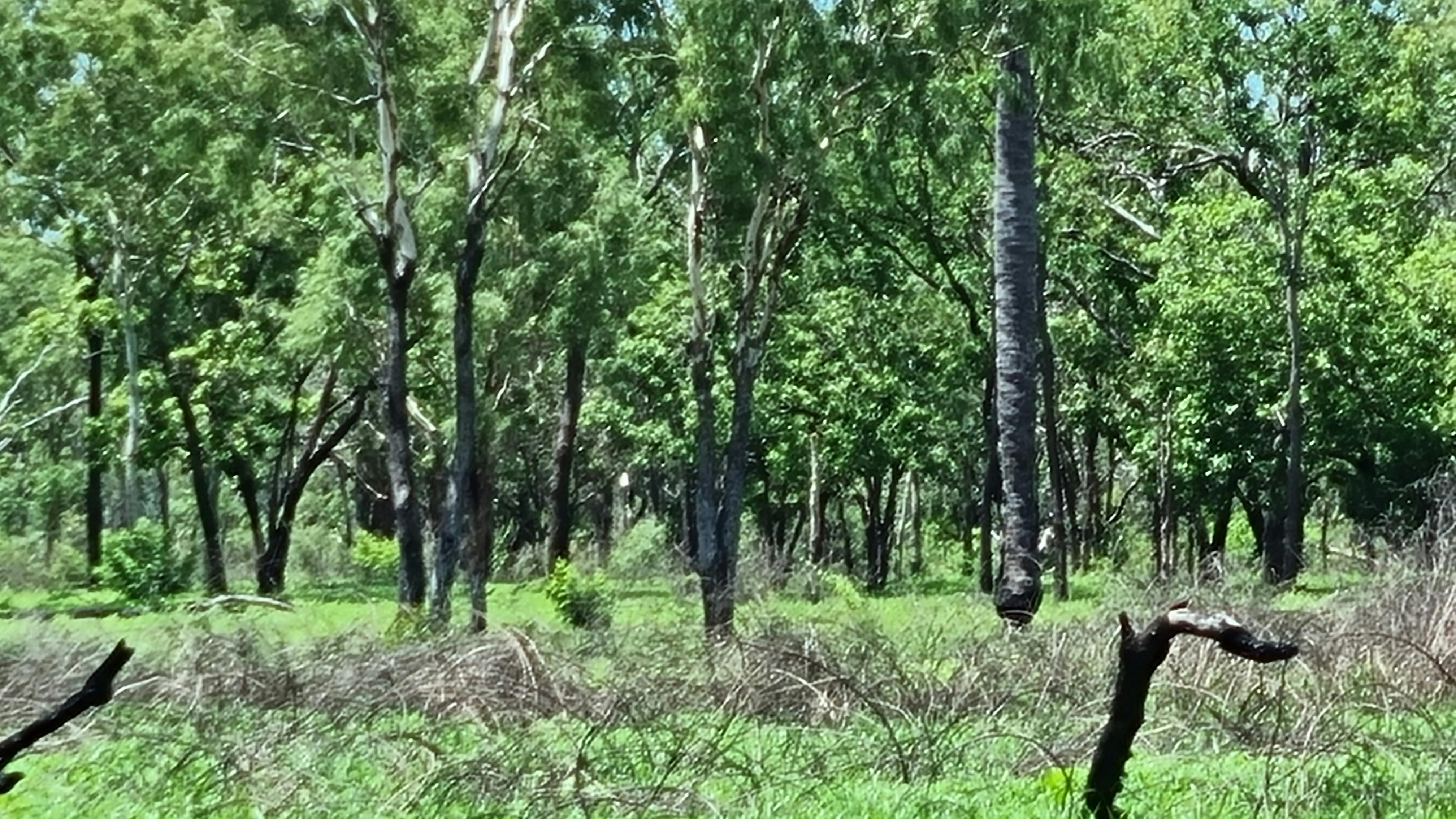 Bush