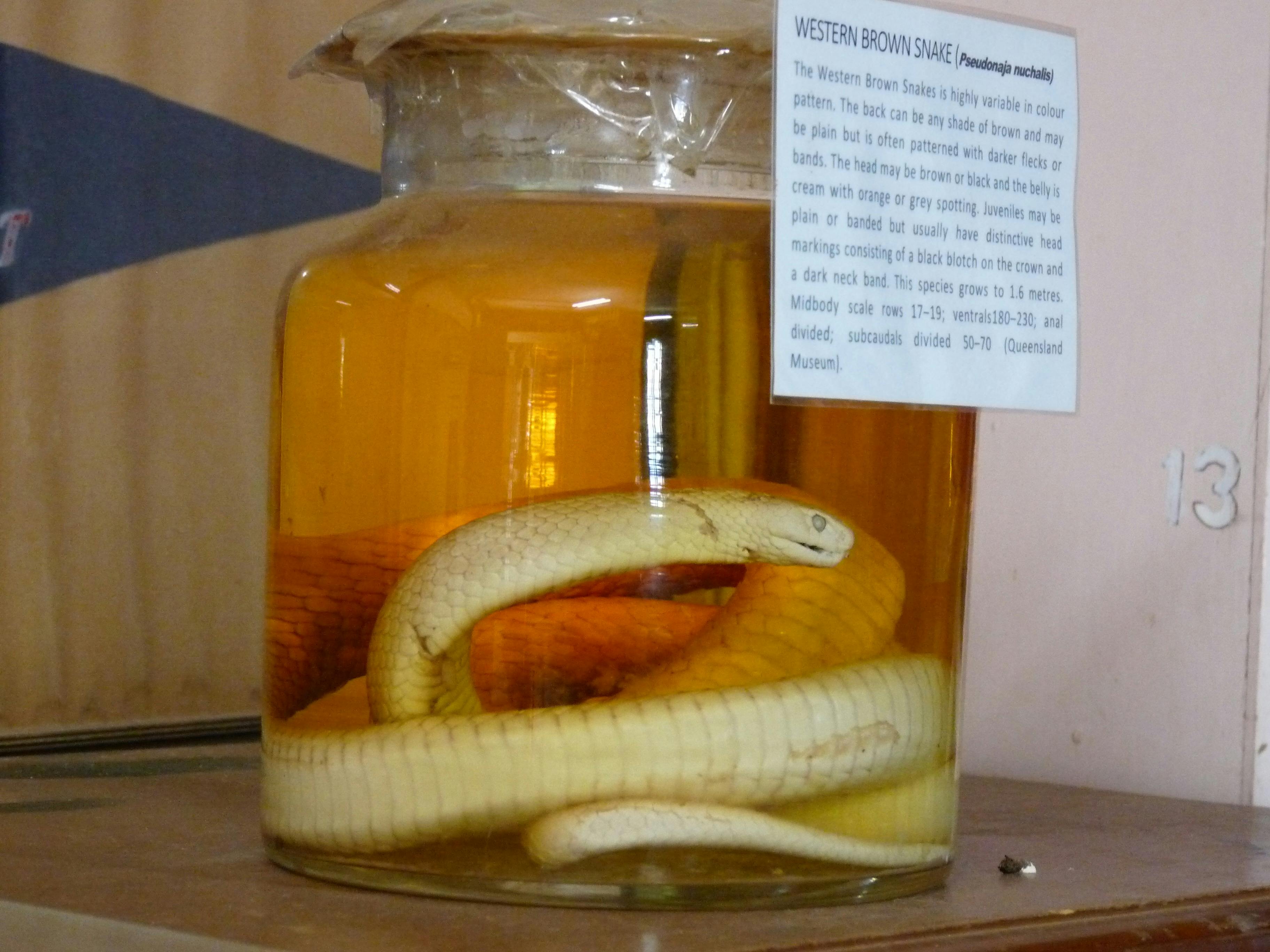 Preserved Snake Display