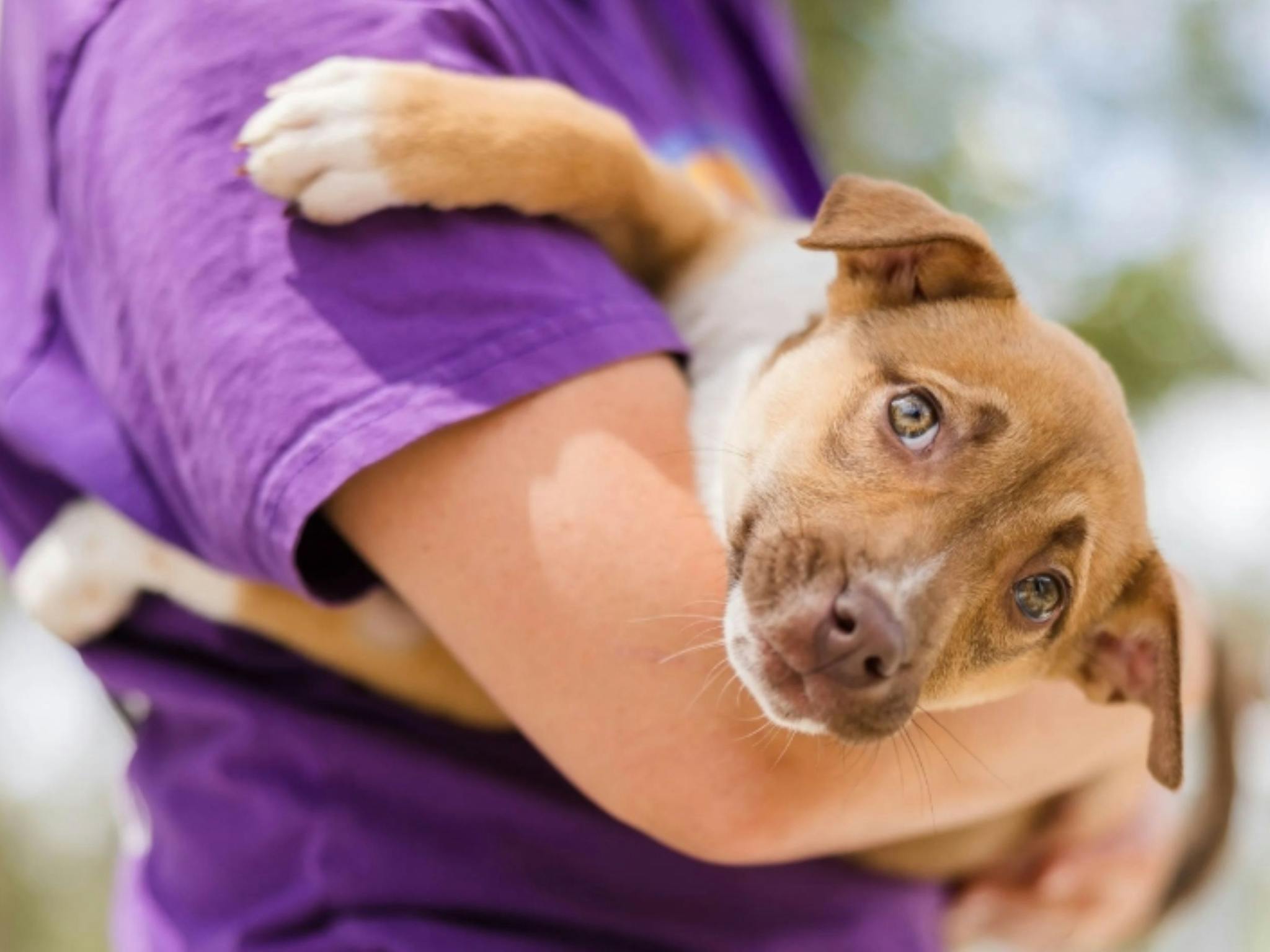 Image of a NRAS volunteer with a puppy in their arms