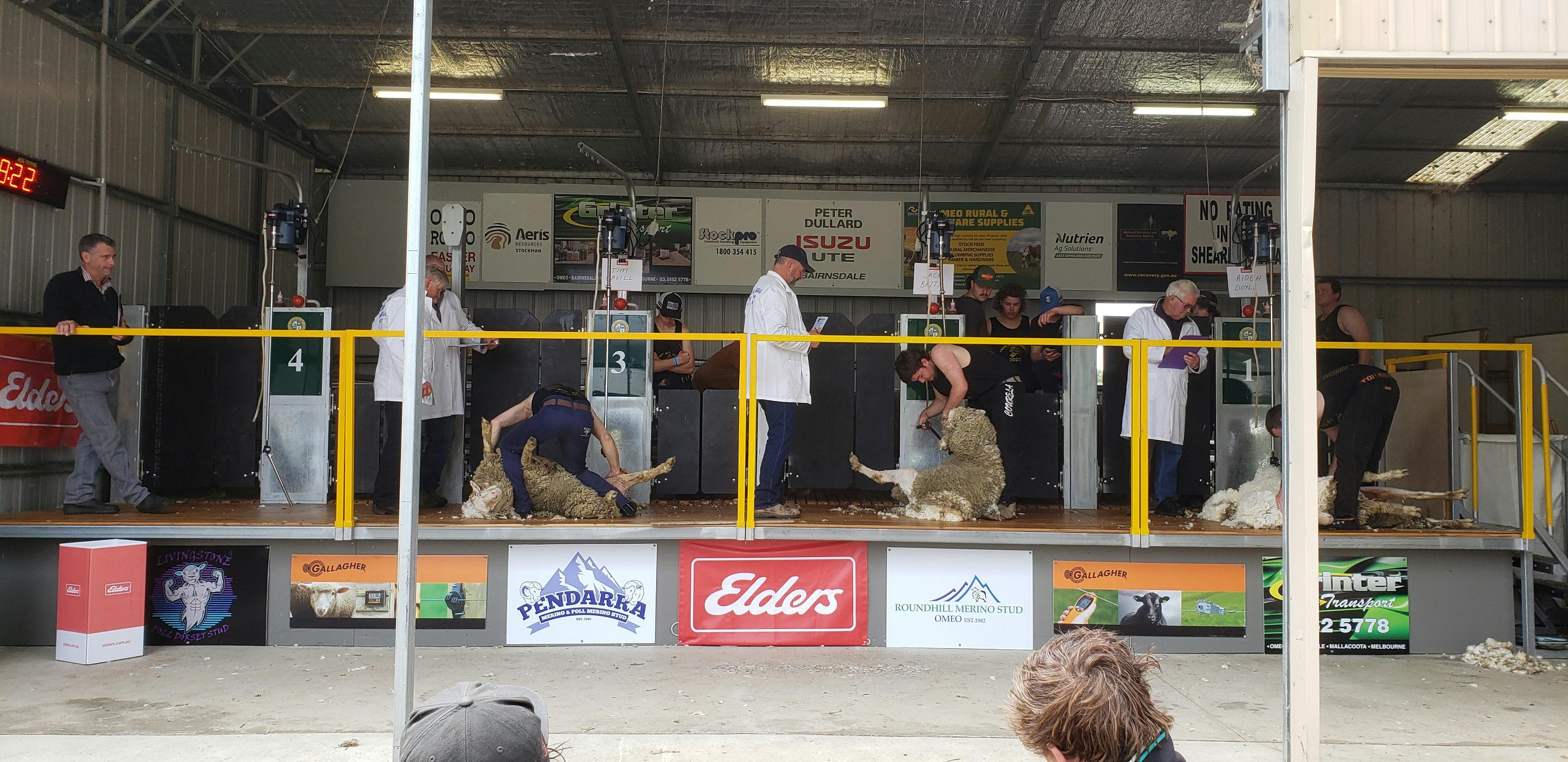 Shearing in progress