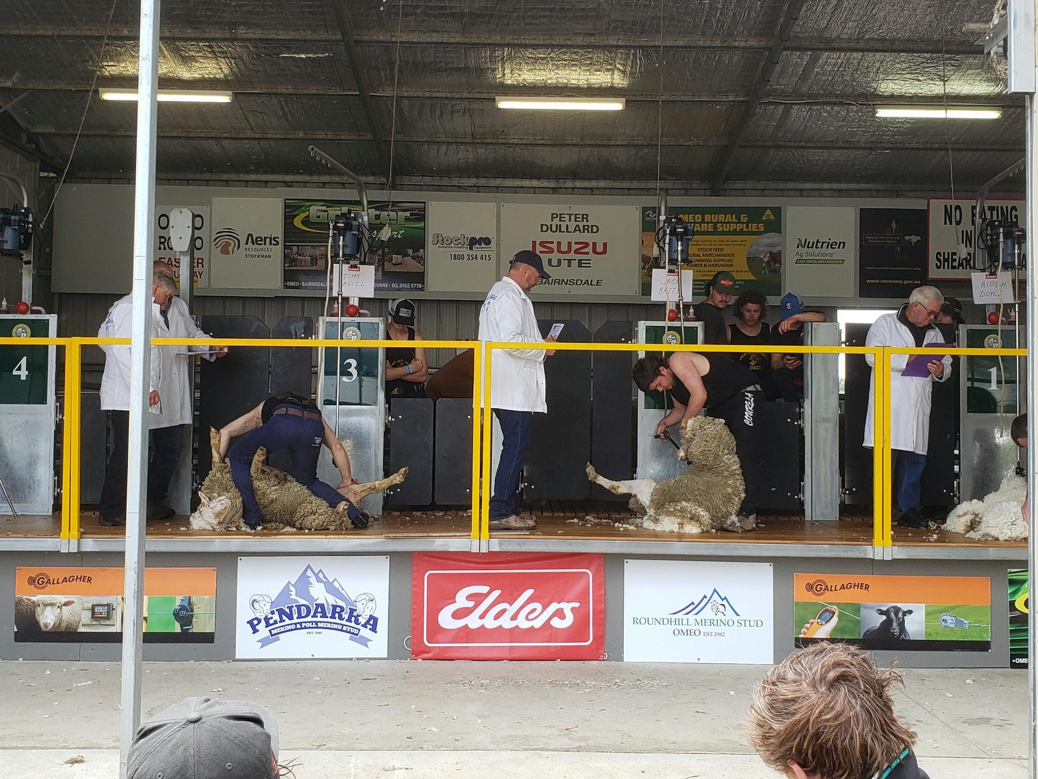 Shearing in progress