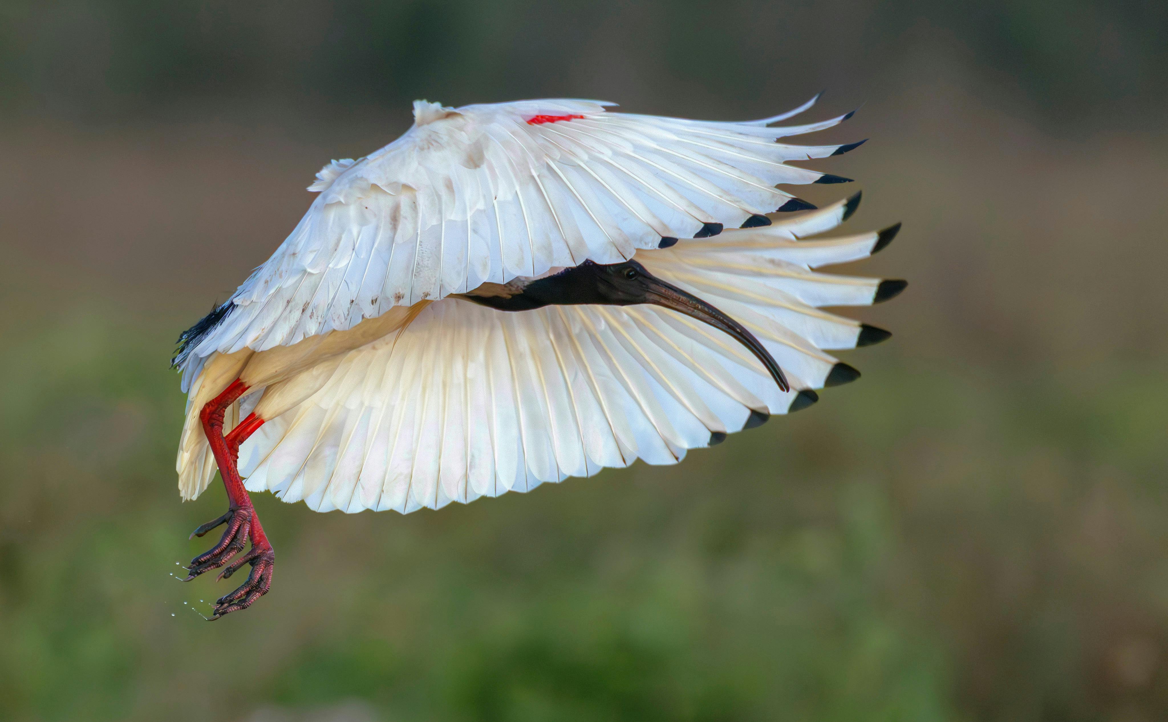 Australian White Ibis, Threskiornis molucca, at Fogg Dam, Northern Territory
