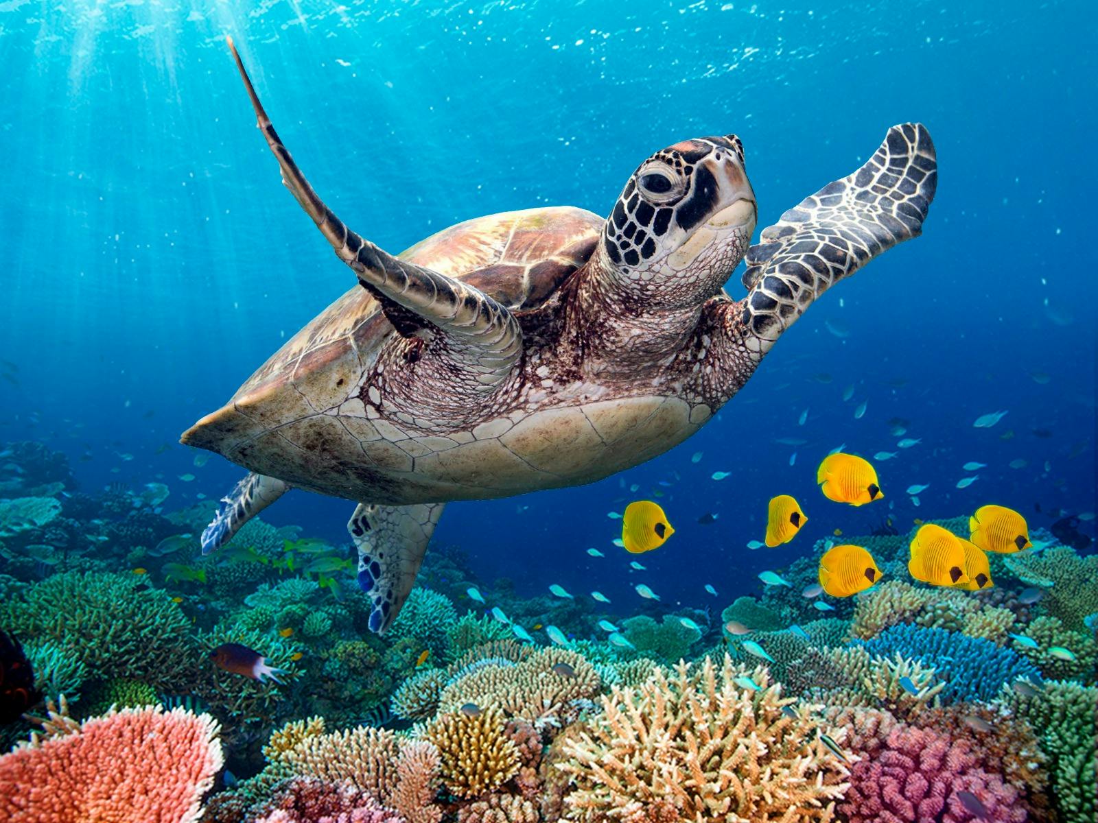Life in the Great Barrier Reef