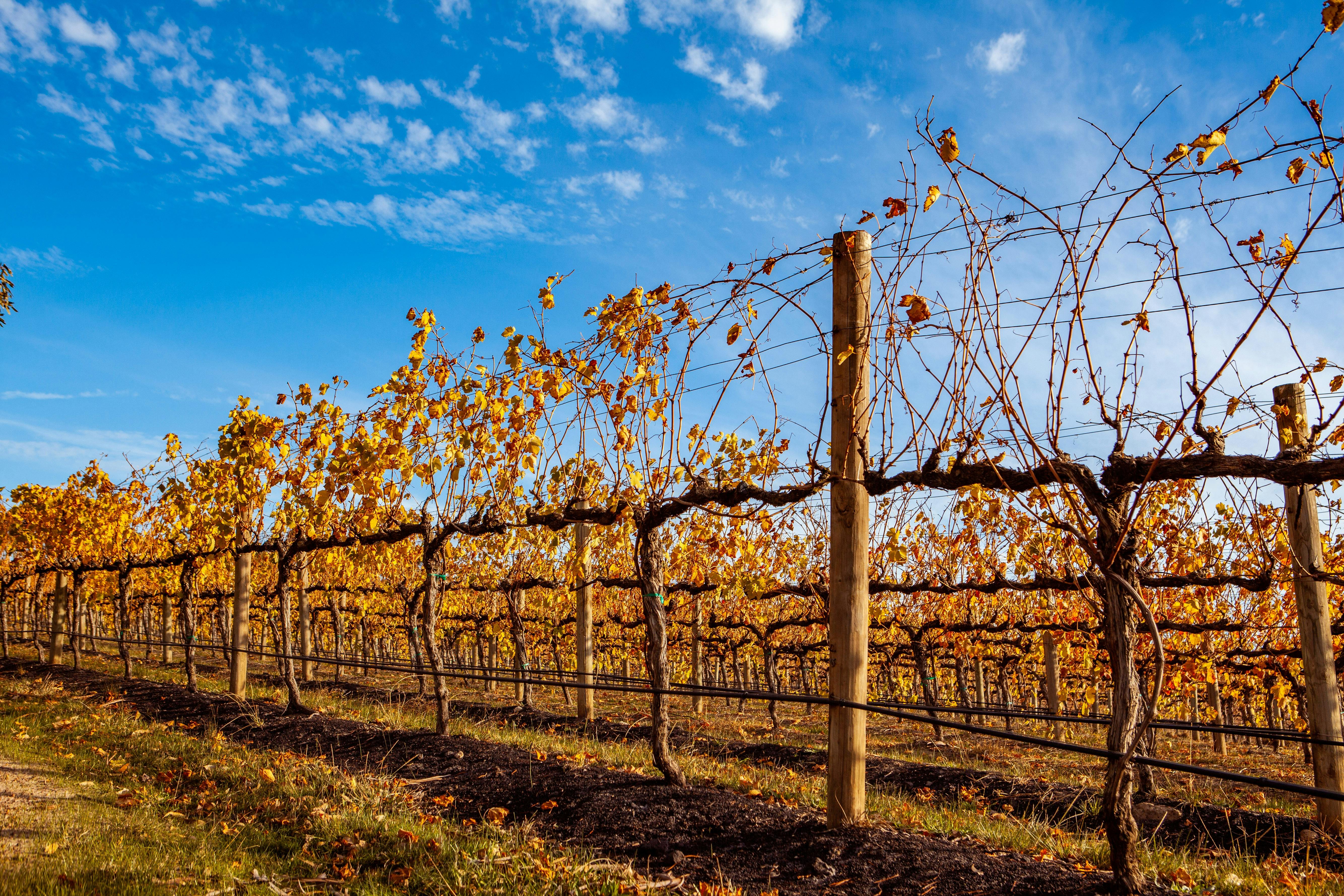 A row of red and orange coloured vines against a blue sky dotted with white clouds