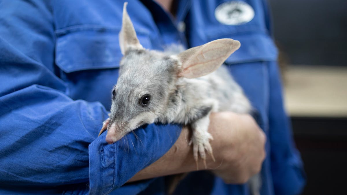 Charleville Bilby Experience
