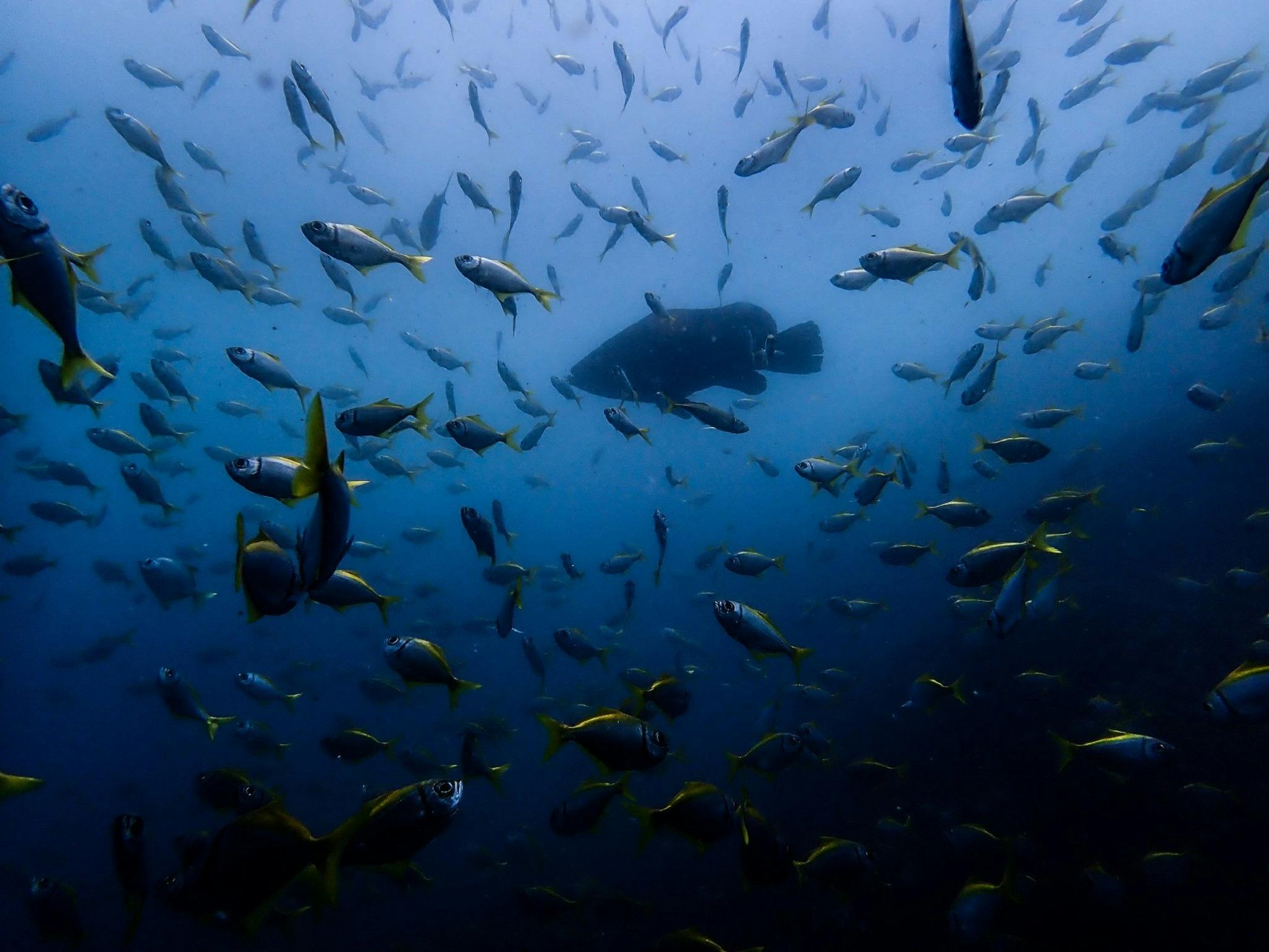 Scuba Diving - Double Dive