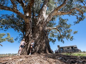 Giant Gum Tree