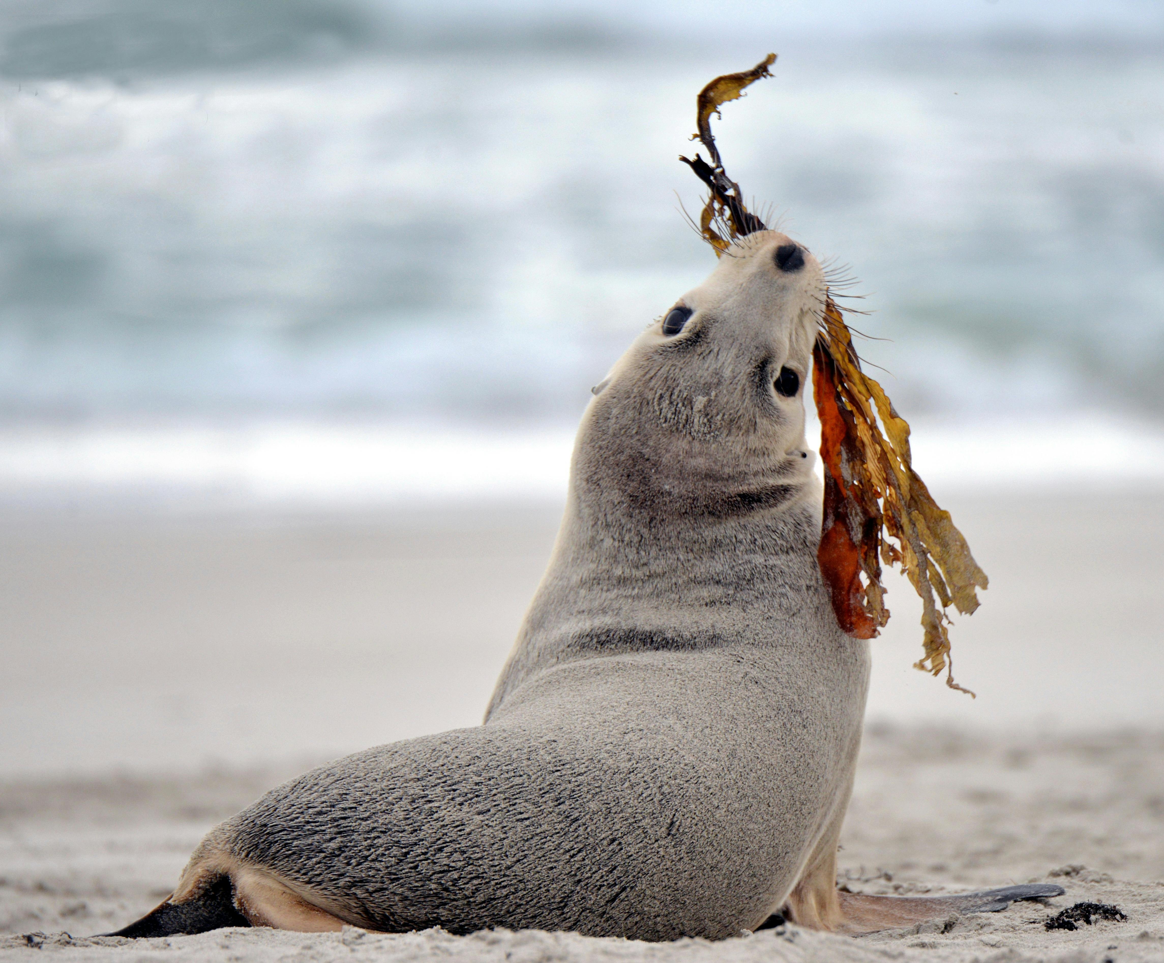Endangered Australian Sea Lion Dogs of the sea