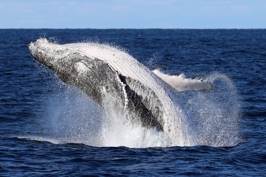 Whale Watching