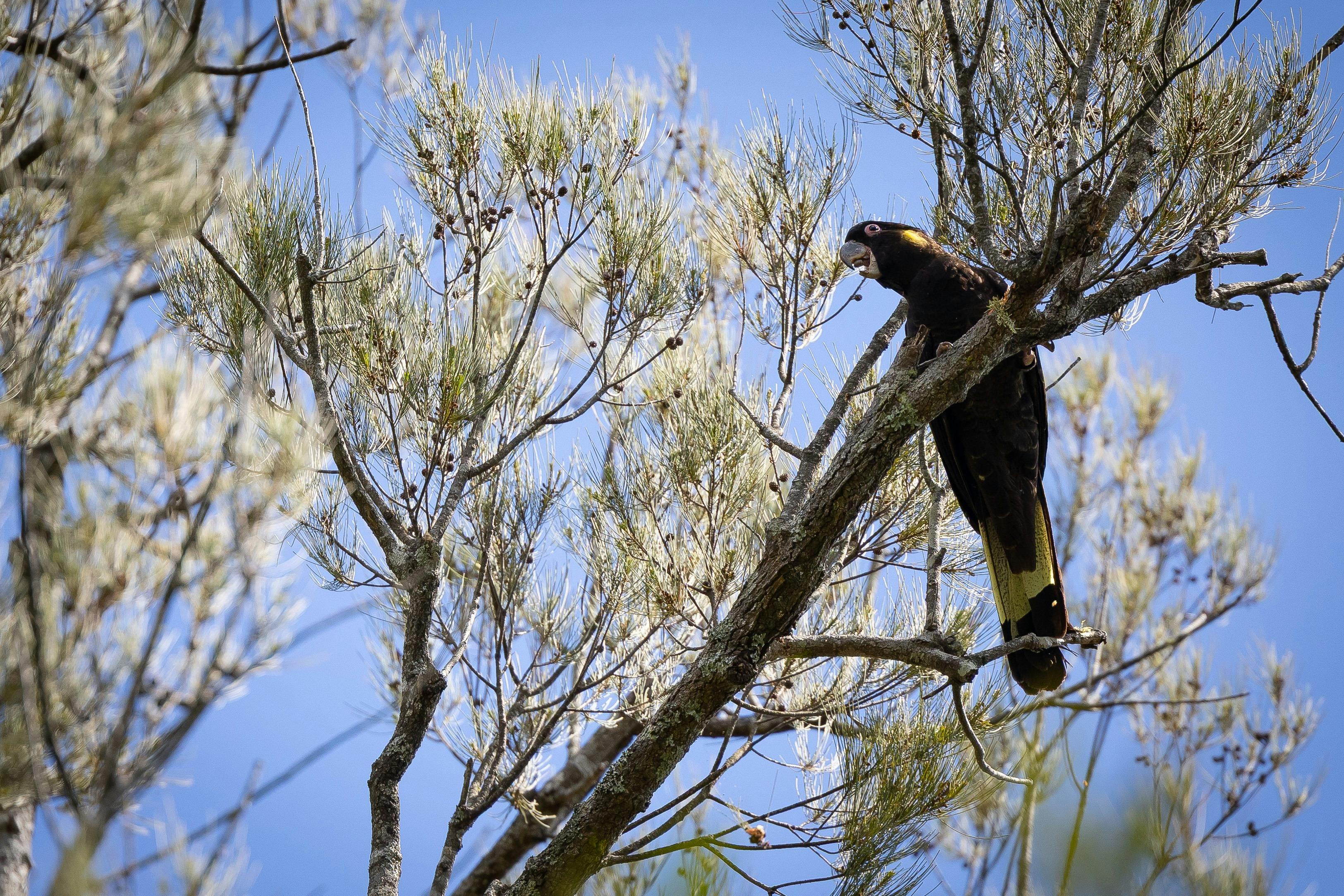 Black Cockatoo