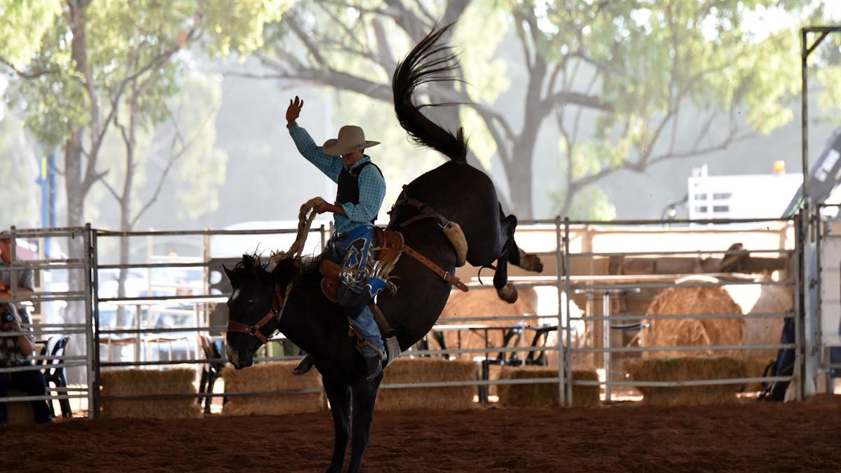 Rodeo Horse