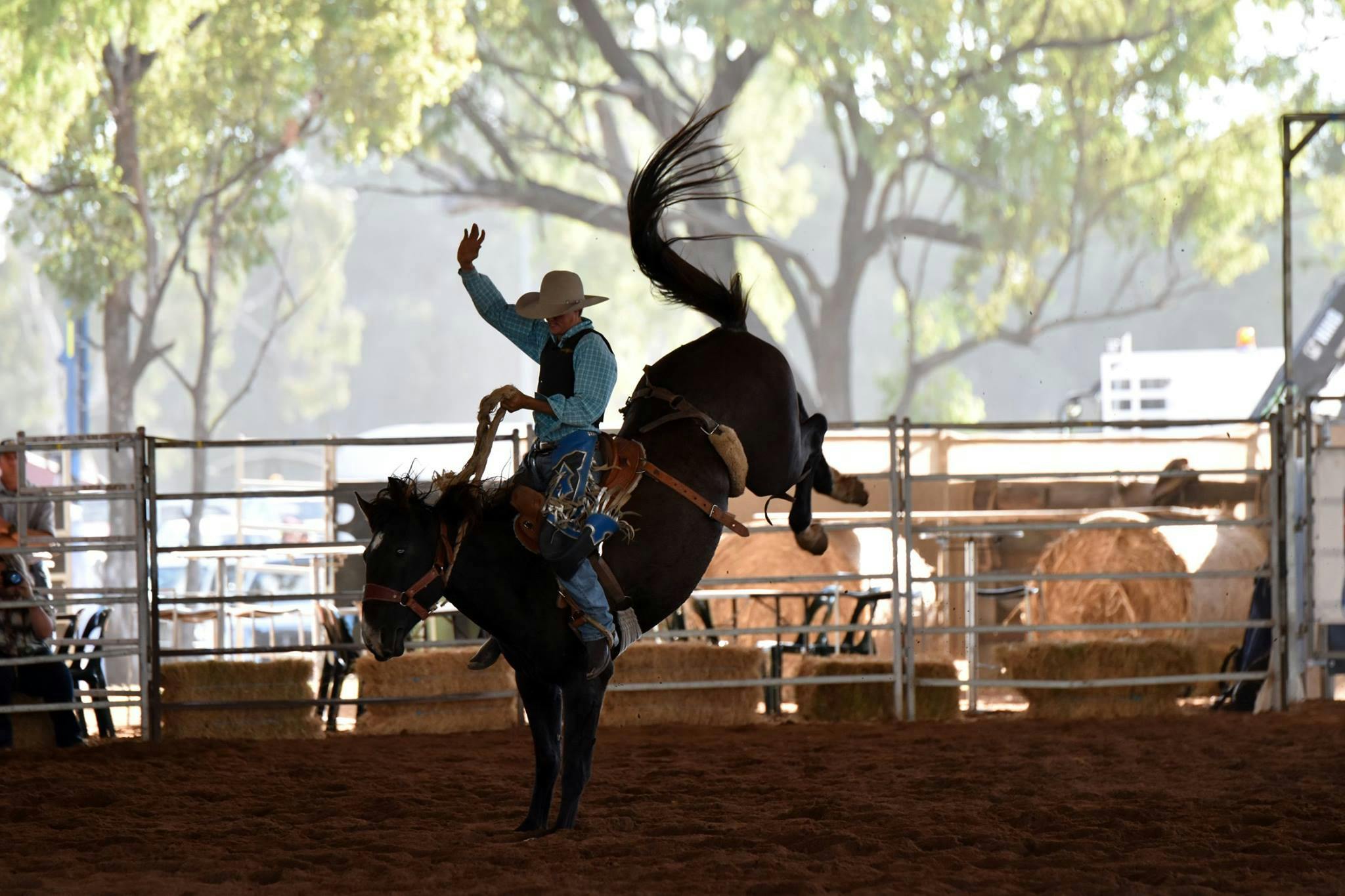 Rodeo Horse