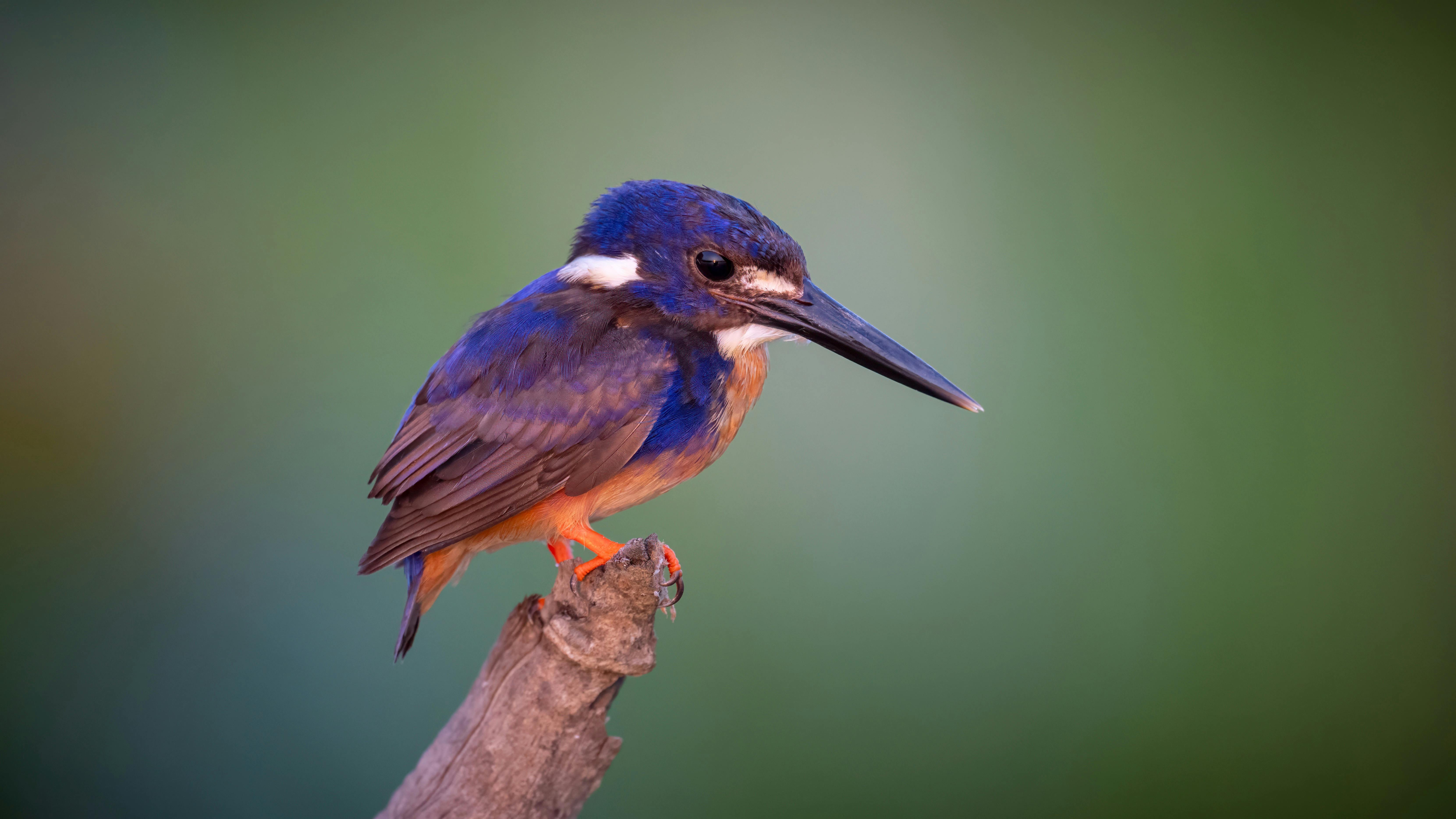 Azure Kingfisher