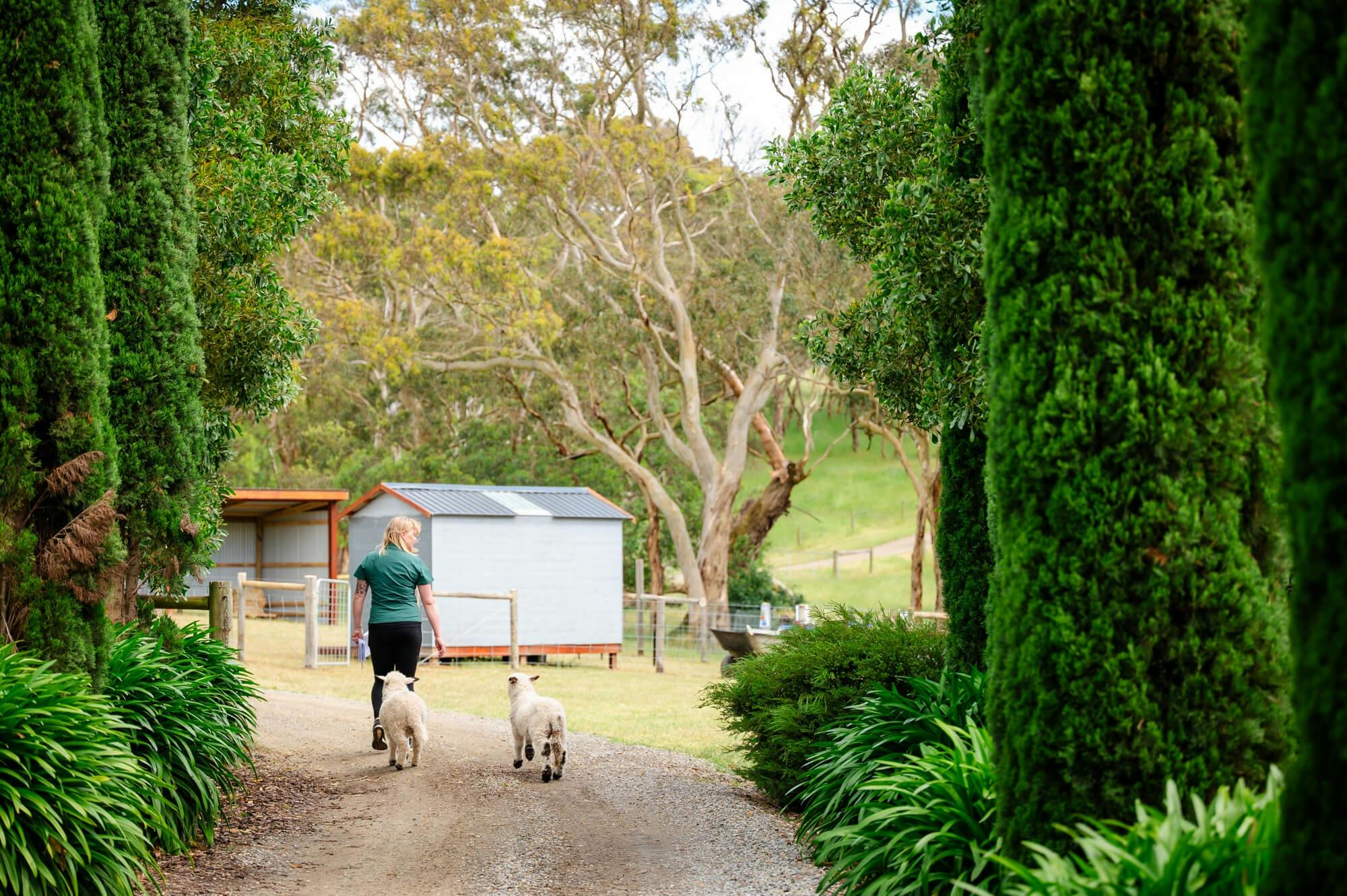 Farmer Hayley getting the lambs ready for visitors