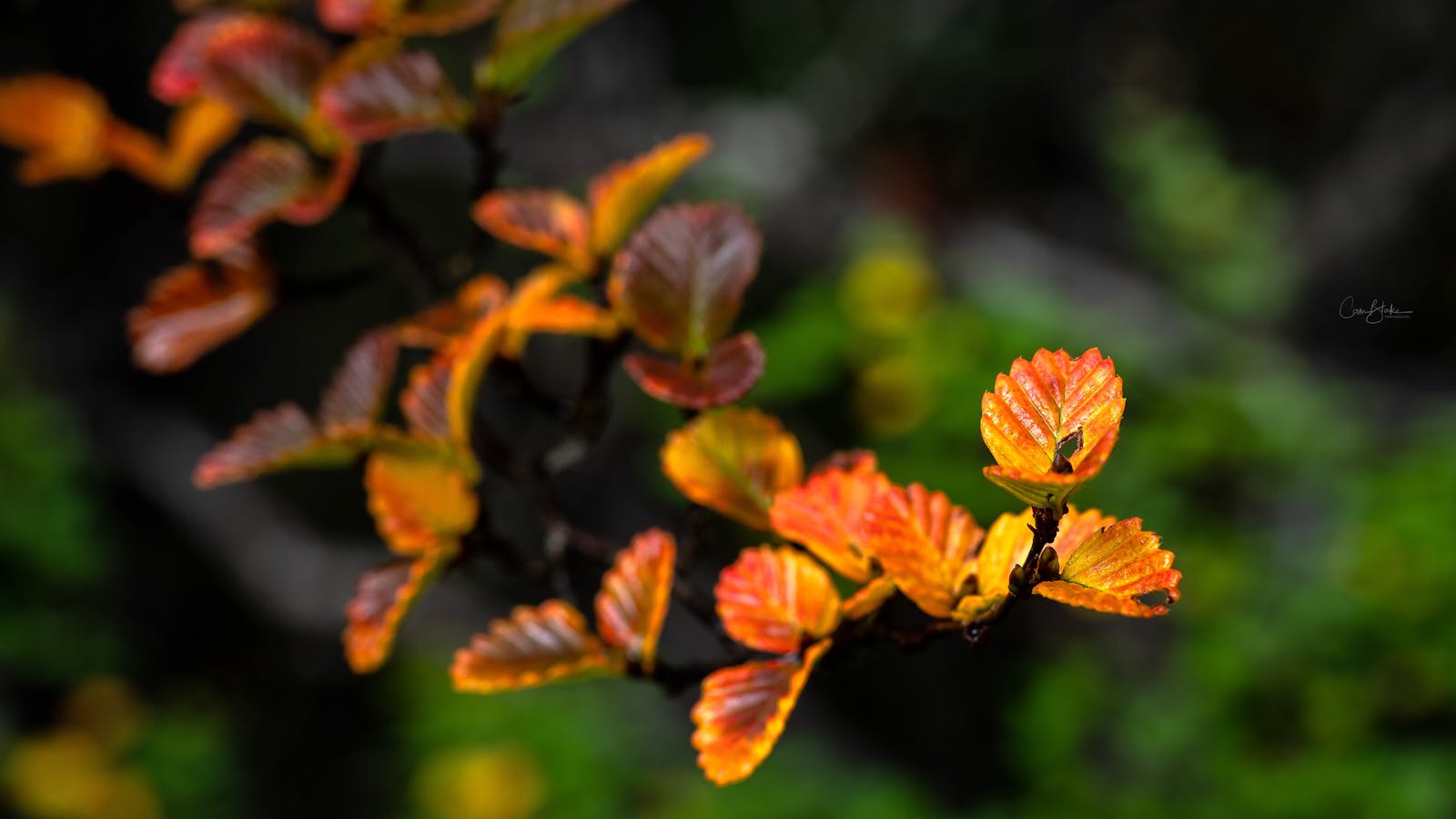 Fagus Tree - Cradle Mountain