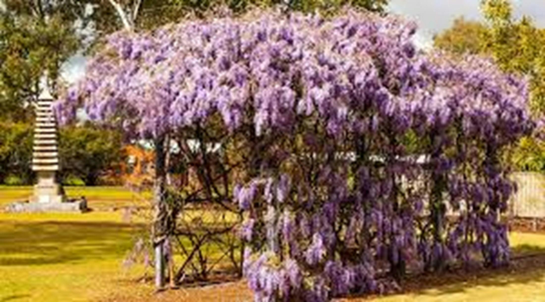 Wellington NSW Japanese Garden