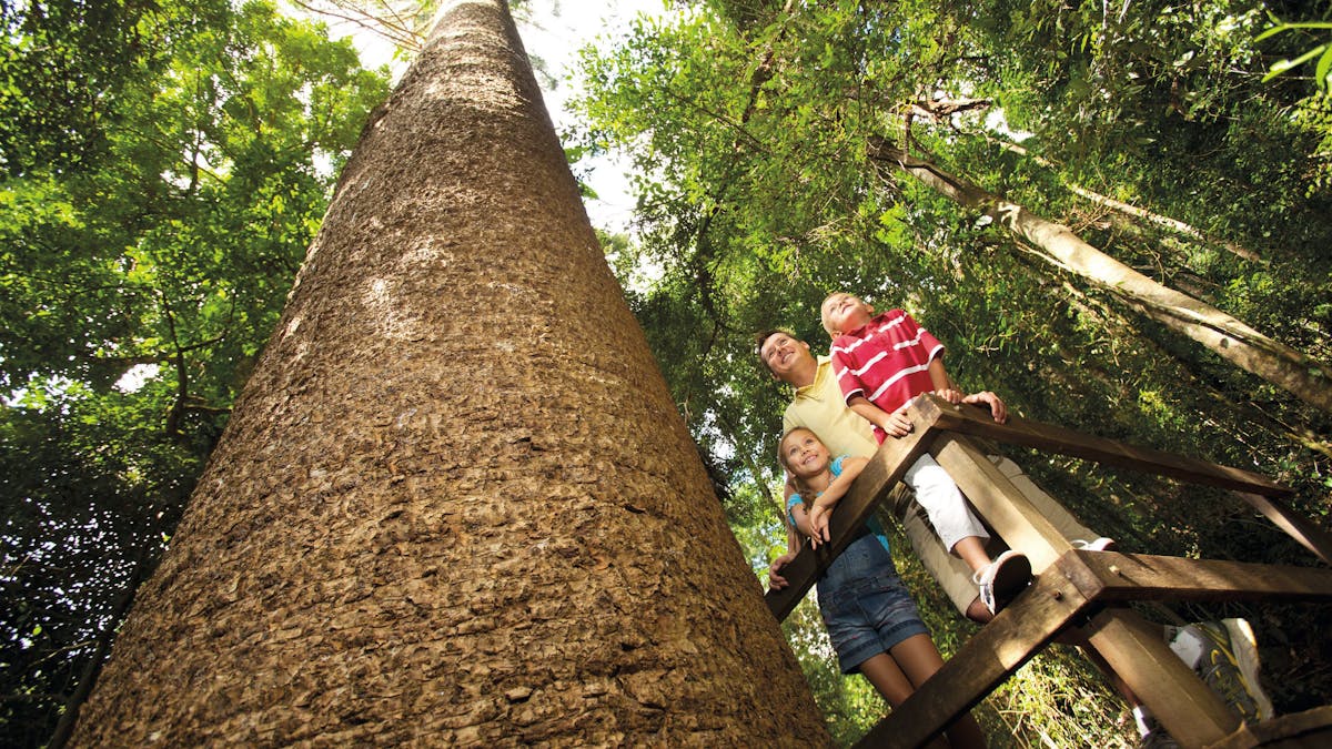 Bunya Mountains