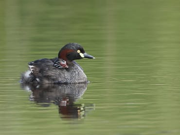 Australasian Grebe and Chicks Australasian Grebe and Chicks