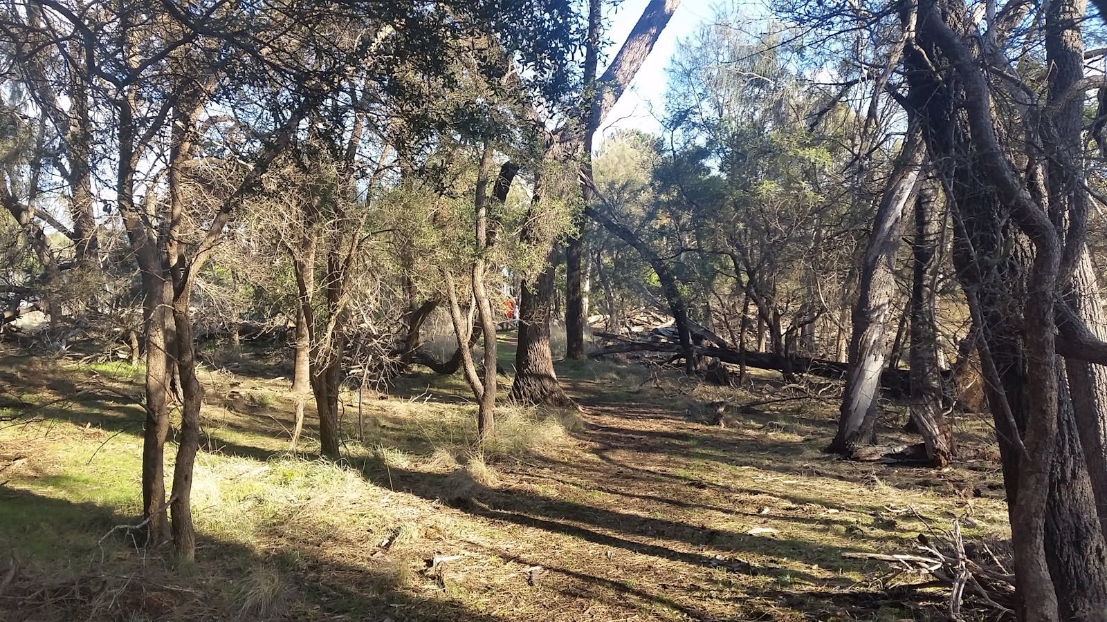 The Hamilton Bandicoot Wildlife Walk