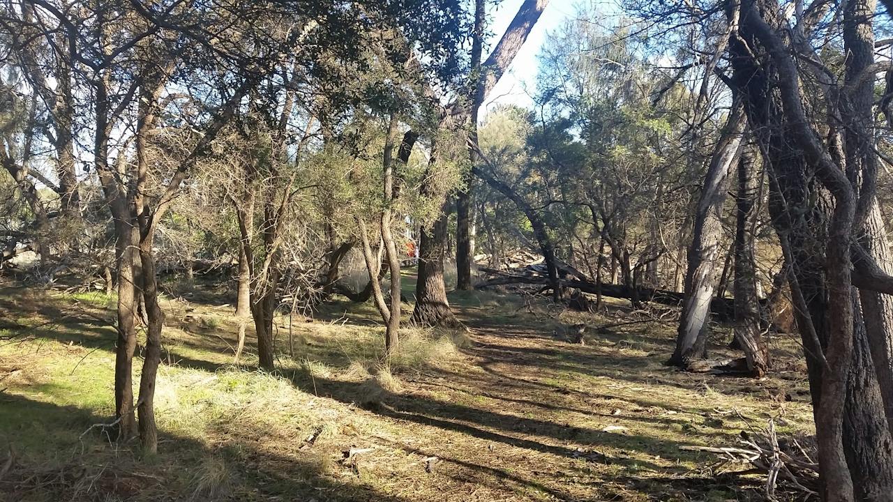 Bushland in the Bandicoit Wildlife Walk
