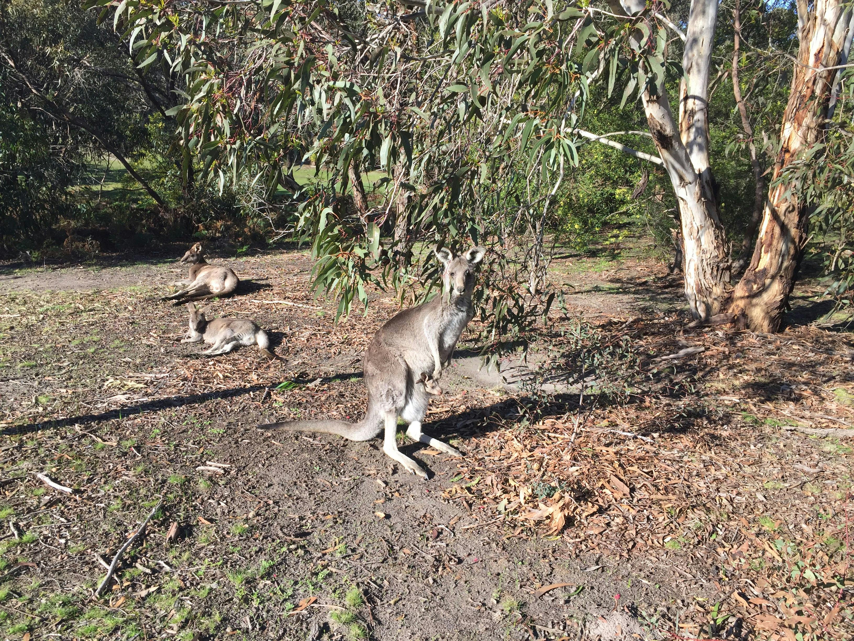 Kangaroos