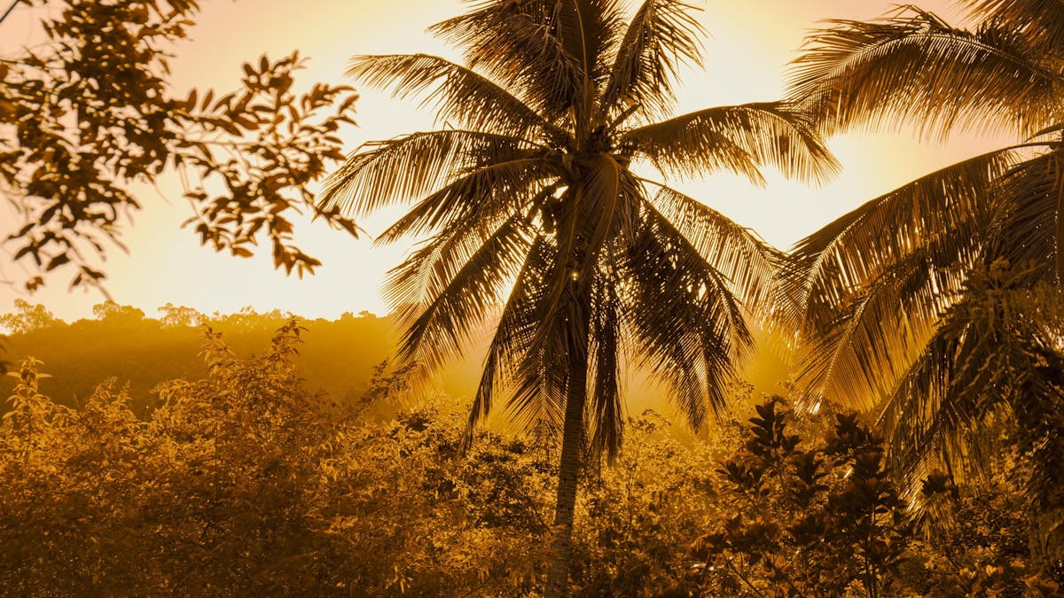 Scenic view of palm trees at sunset at Elysian Retreat, surrounded by lush greenery and a serenenity