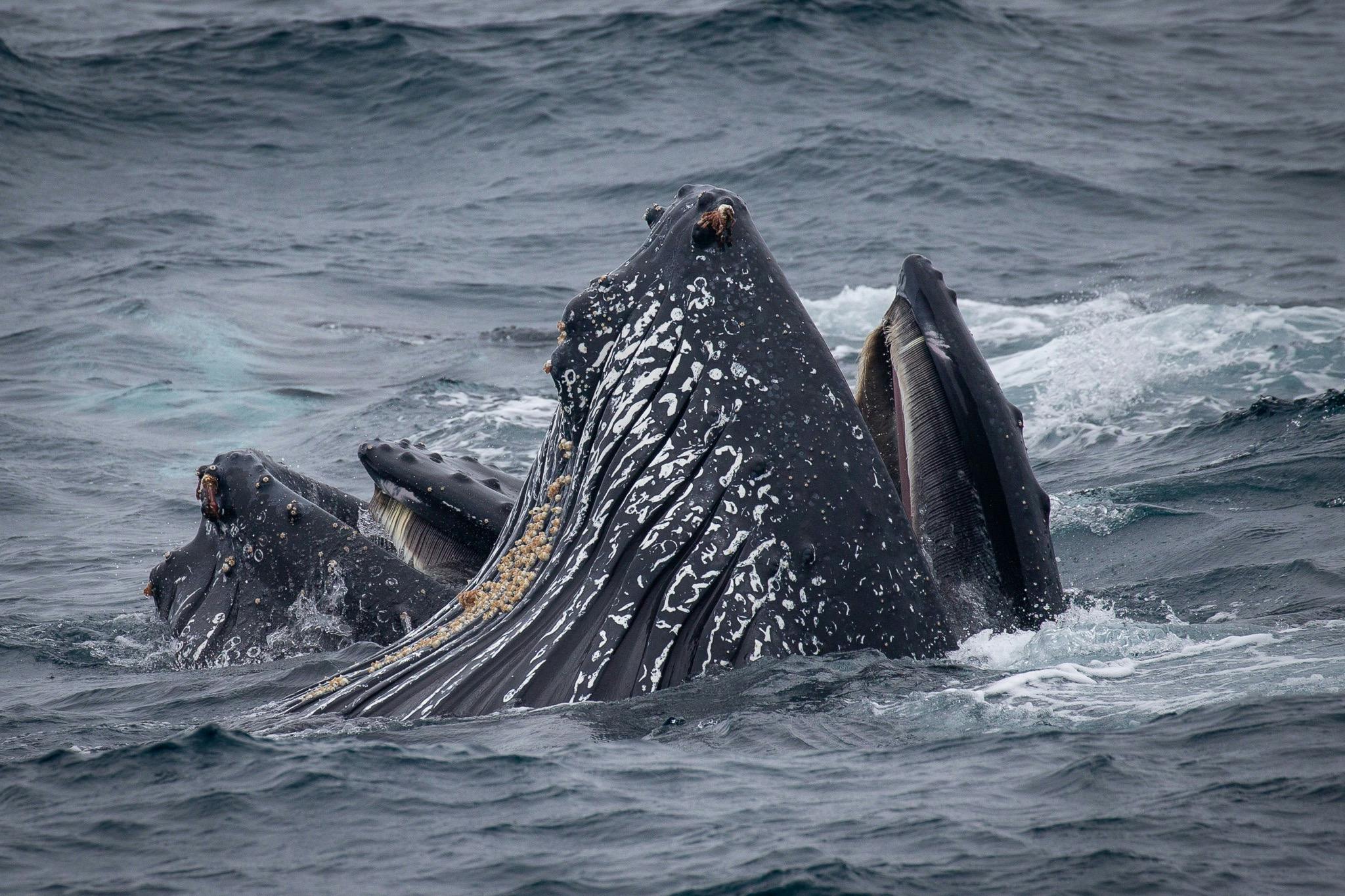 Bubblenet feeding humpback whales, Bermagui Whale Watching Cruise aboard Bubbles 2021