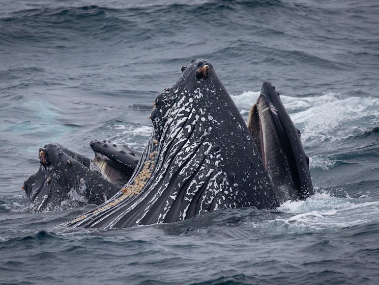 Bubblenet feeding humpback whales, Bermagui Whale Watching Cruise aboard Bubbles 2021