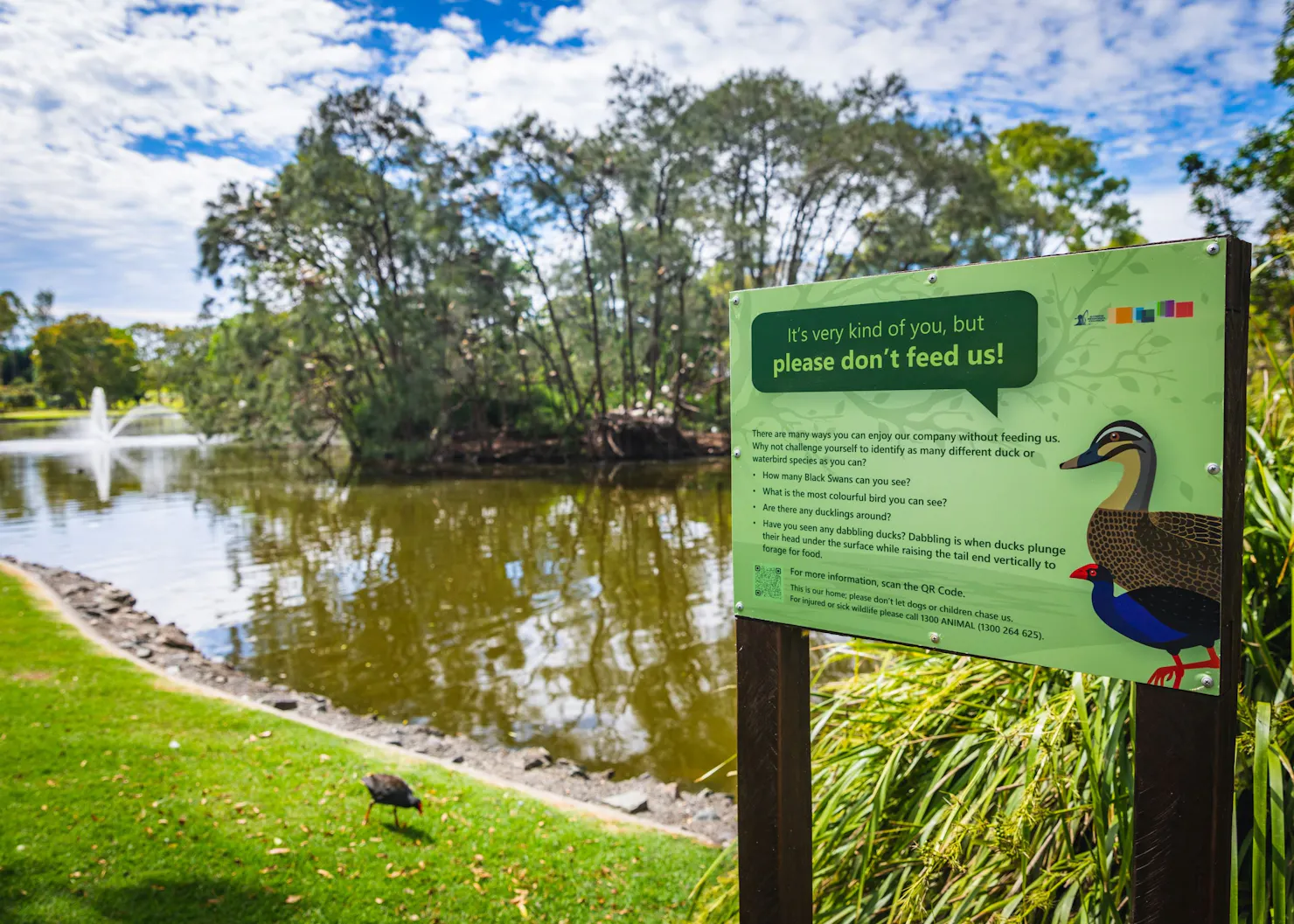 Lake Alford Duck Ponds