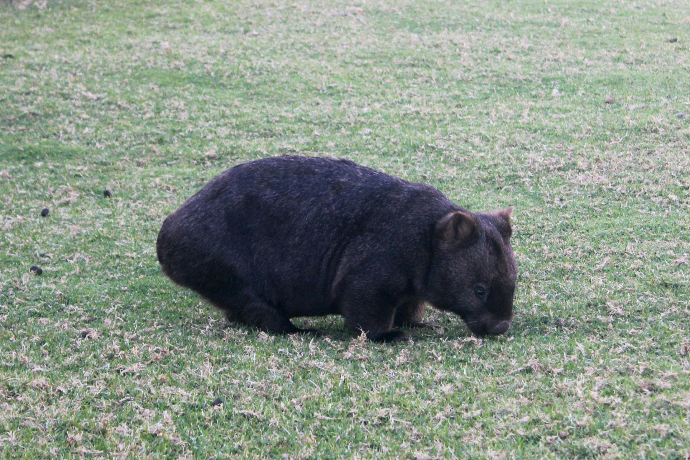 Large wombat feeding on grass