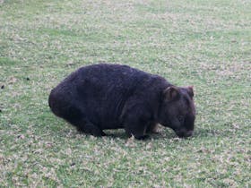 Large wombat feeding on grass