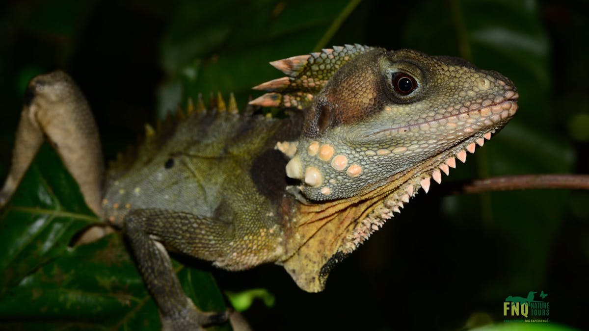 Boyds forest dragon
