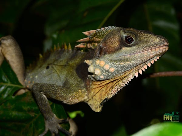 Boyds forest dragon