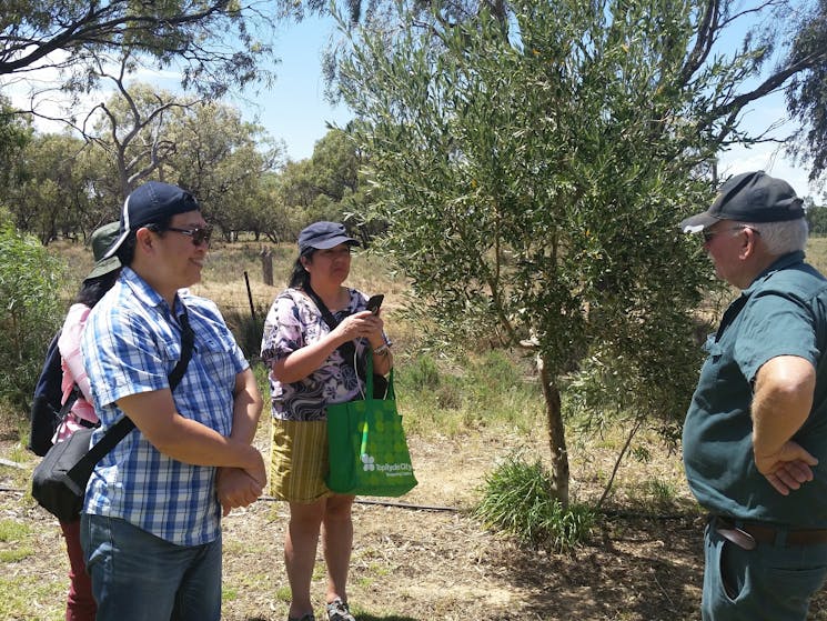 Sydney visitors meet an olive farmer and learn how different olive varieties are managed.