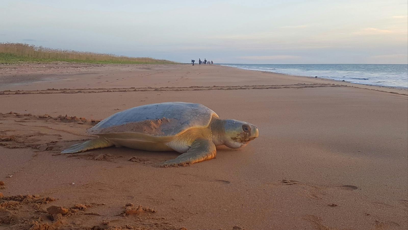 Sea_Darwin_Turtle_Tracks