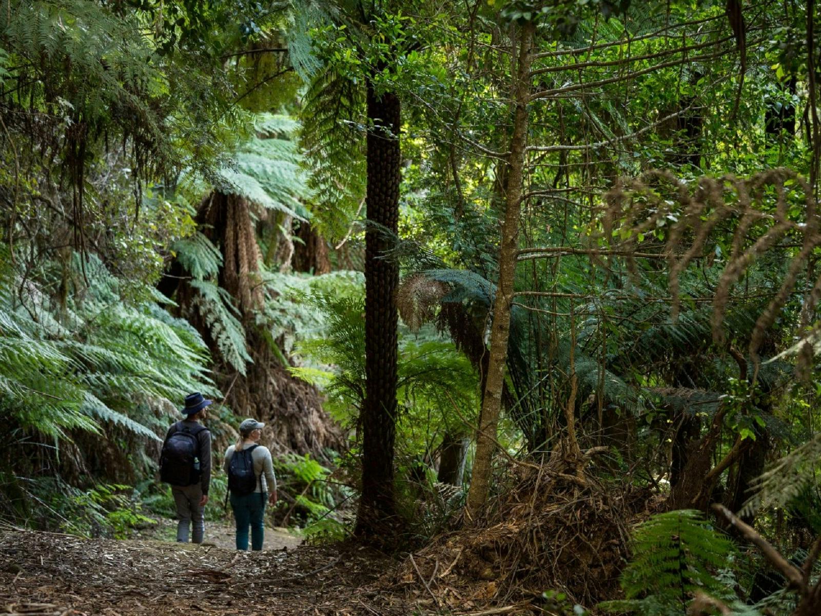 Gulaga Mountain Walk - Tilba | VisitNSW.com
