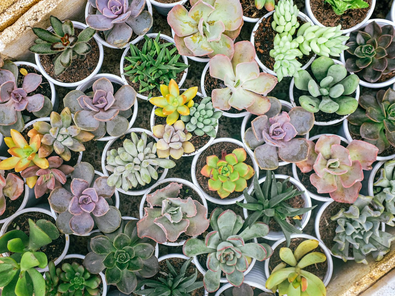 Image for Central Coast Pop Up Plant Sale