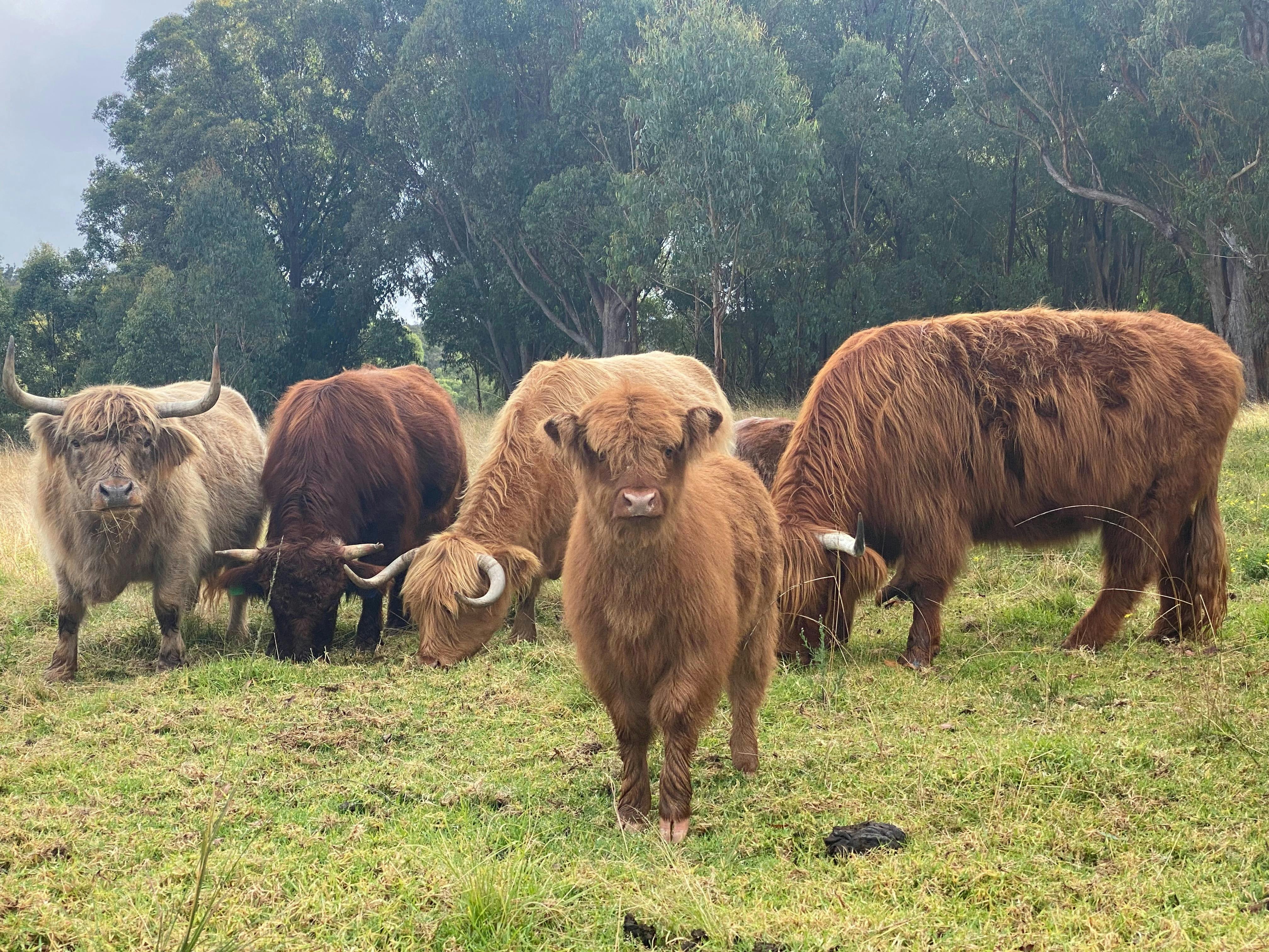 Highland