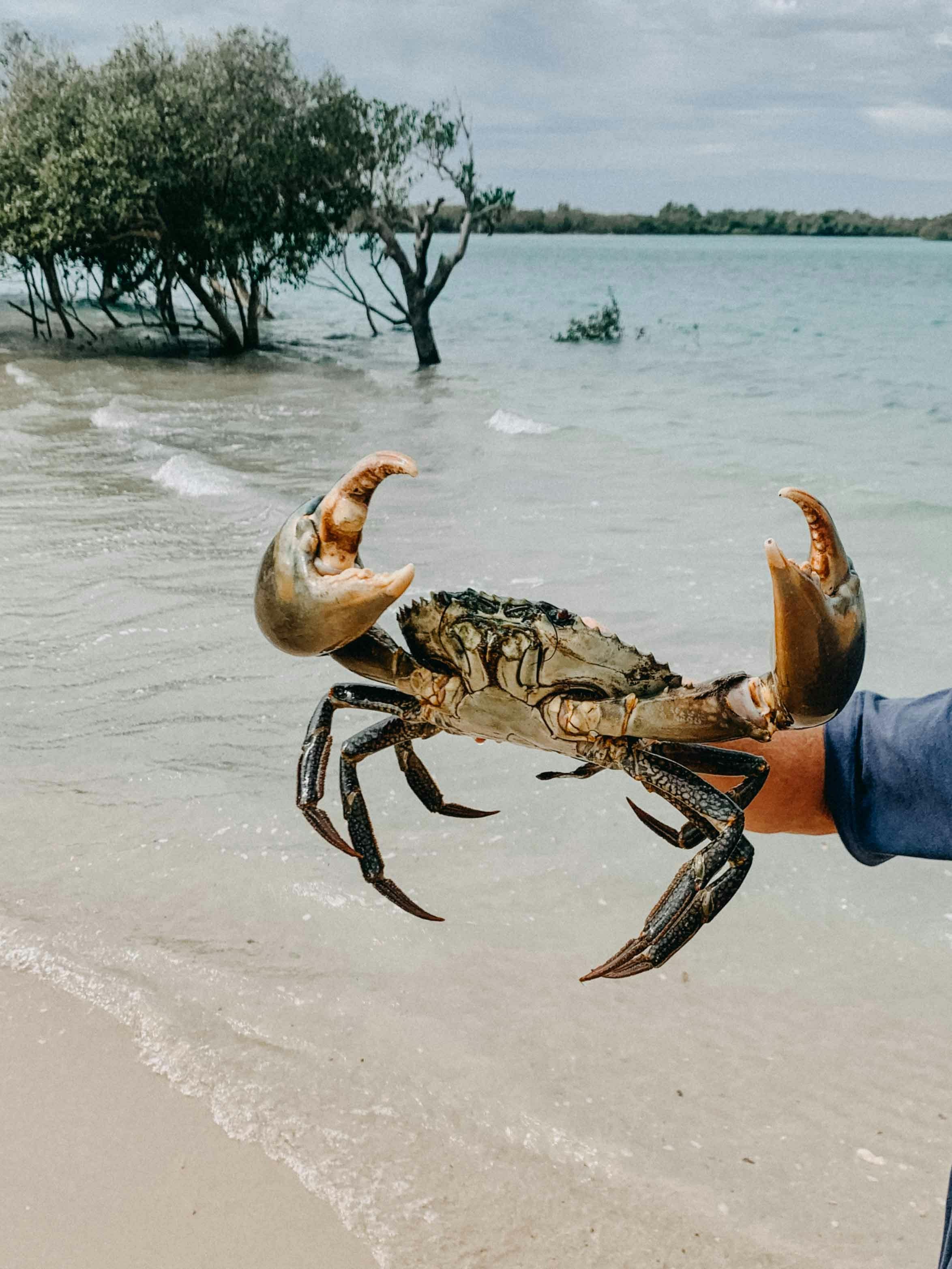 Crab 1