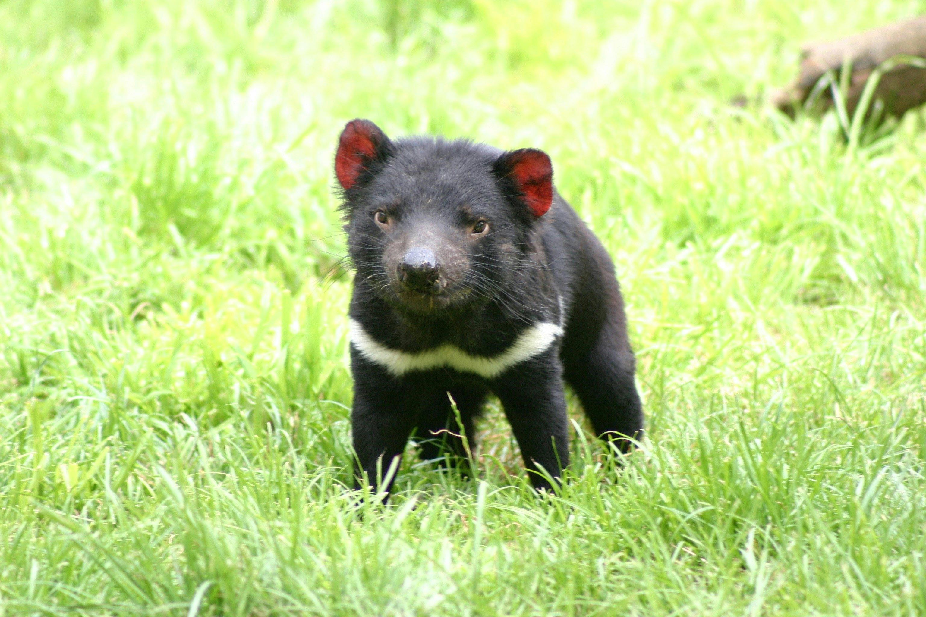 Tasmanian Devil and Tasmanian Devil Unzoo