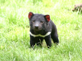 Tasmanian Devil and Tasmanian Devil Unzoo