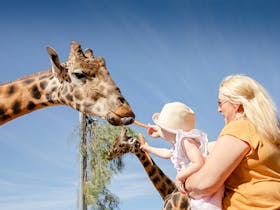Woman and child hand feeding a giraffe a carrot
