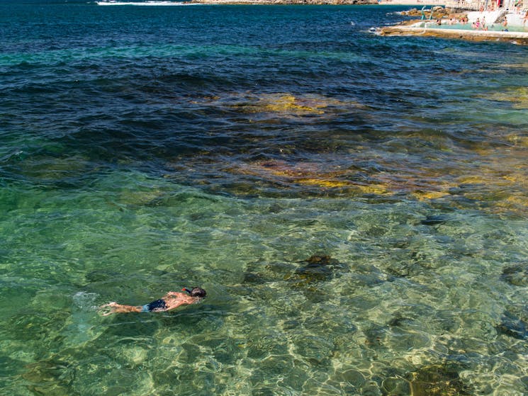 Snorkelling in Cabbage Tree Bay
