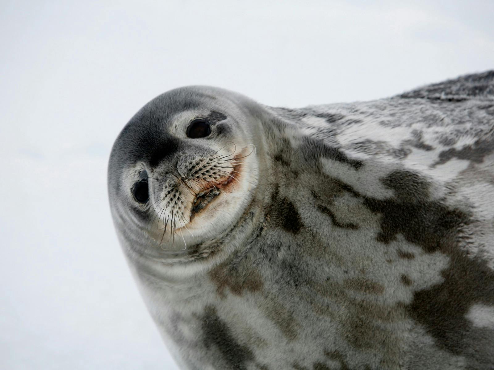 Smiling seal in the snow.