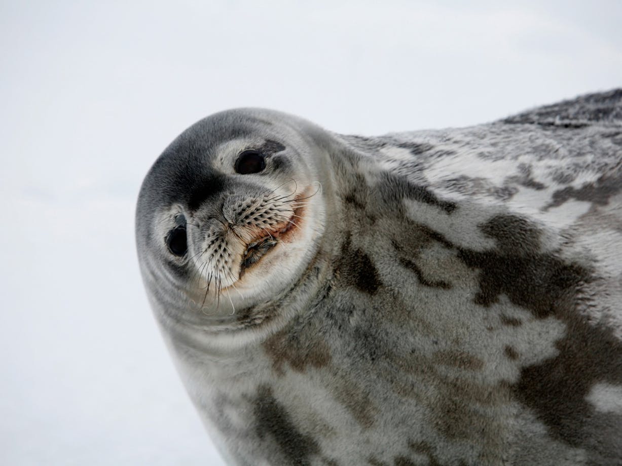 Smiling seal in the snow.