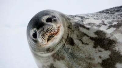 Smiling seal in the snow.