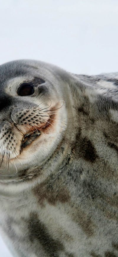 Smiling seal in the snow.