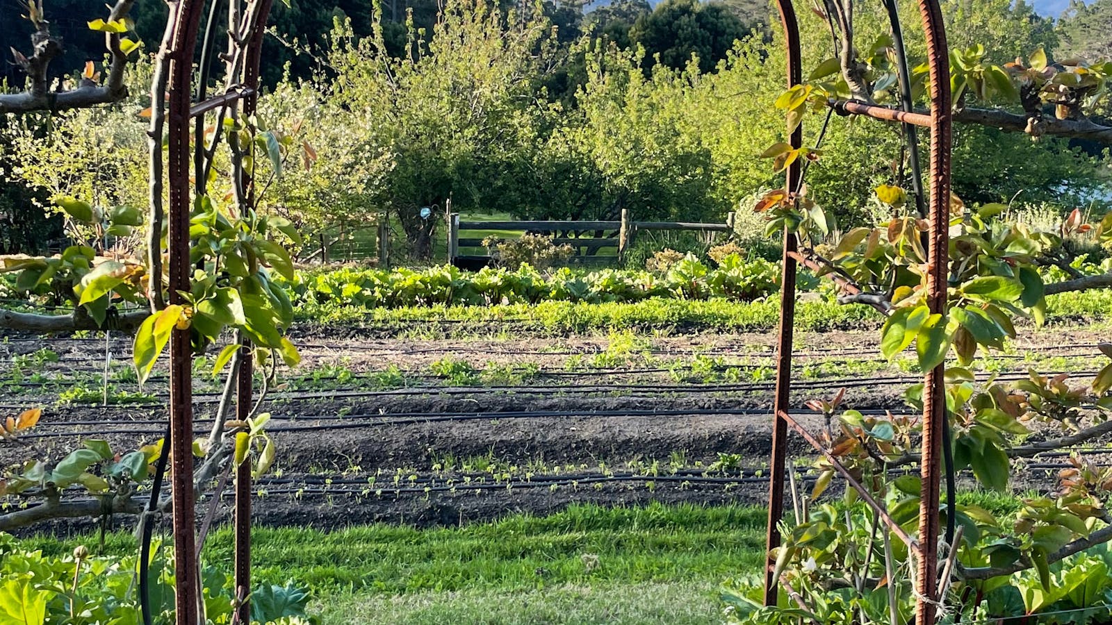 The garden at five bob