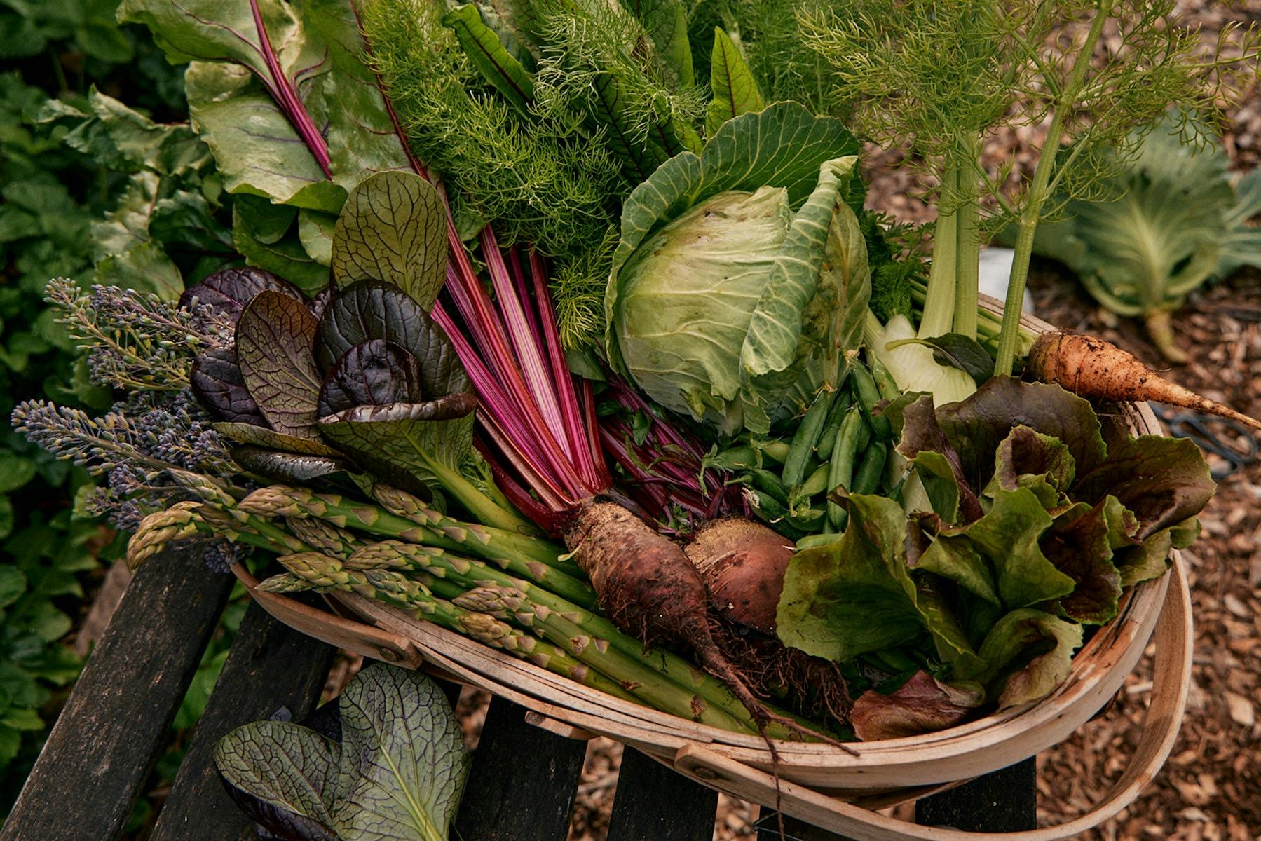 Spring harvest basket from Natasha Morgan's productive garden