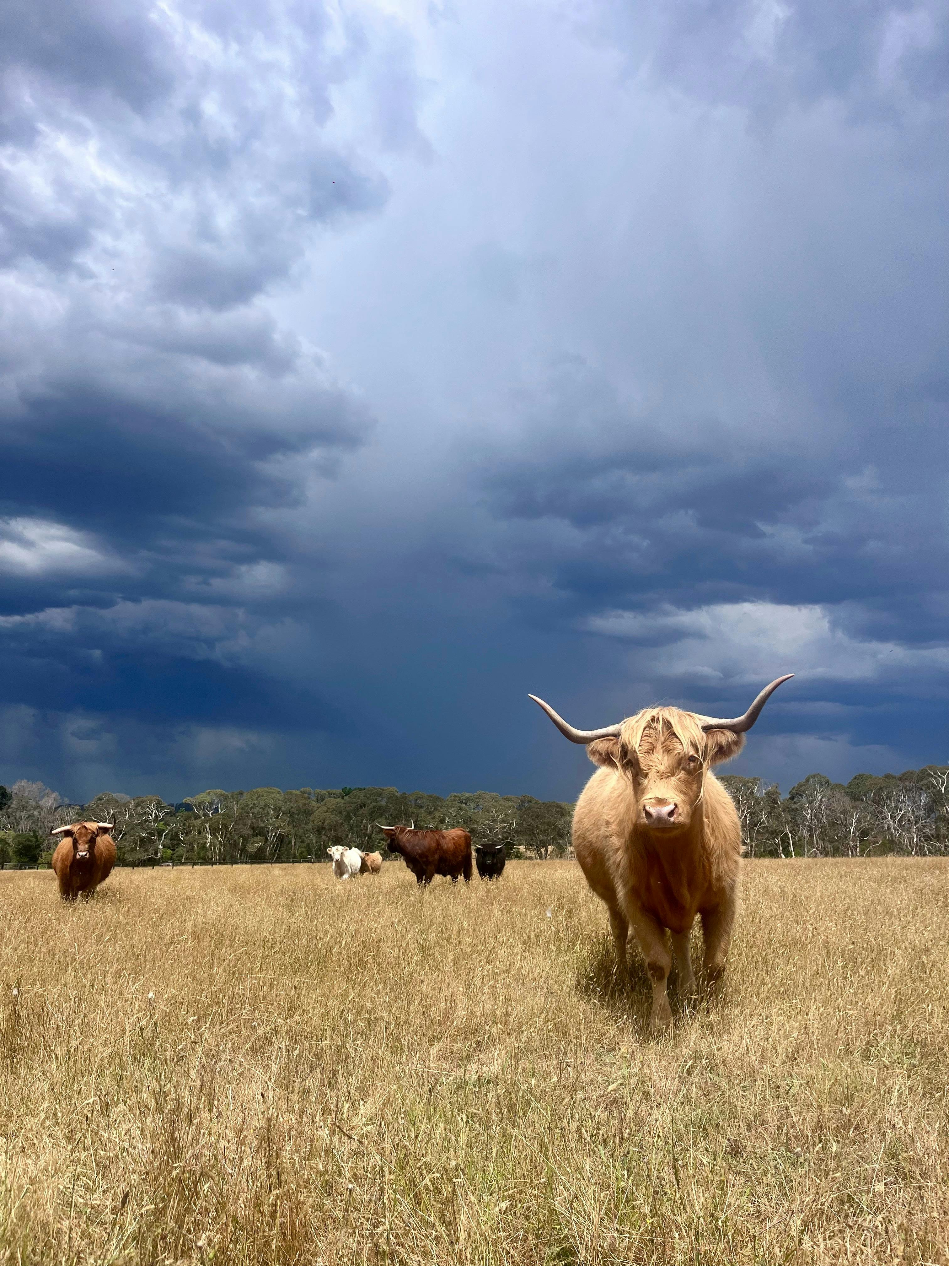 レッドリーフファームツアー